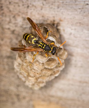 Yuvasını koruyan bir eşek arısı kraliçesine yaklaş.