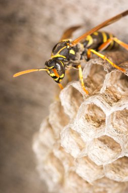 Yuvasını koruyan bir eşek arısı kraliçesine yaklaş.