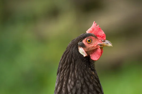 Yeşil çimenlikte avlanan tavuklara yaklaş.