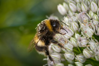 Bir çiçeğin nektarını toplayan yaban arısına yaklaş.