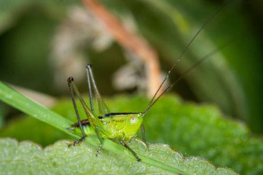 Uzun boynuzlu çekirgeye yakın çekim alanı çekirgesi, katydid tarlası ya da konikafa katydid (Conocephalus çifteatus) olarak da bilinir. Yeni Zelanda 'ya özgü