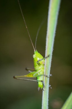 Uzun boynuzlu çekirgeye yakın çekim alanı çekirgesi, katydid tarlası ya da konikafa katydid (Conocephalus çifteatus) olarak da bilinir. Yeni Zelanda 'ya özgü