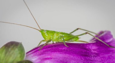 Uzun boynuzlu çekirgeye yakın çekim alanı çekirgesi, katydid tarlası ya da konikafa katydid (Conocephalus çifteatus) olarak da bilinir. Yeni Zelanda 'ya özgü