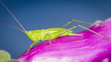 Uzun boynuzlu çekirgeye yakın çekim alanı çekirgesi, katydid tarlası ya da konikafa katydid (Conocephalus çifteatus) olarak da bilinir. Yeni Zelanda 'ya özgü