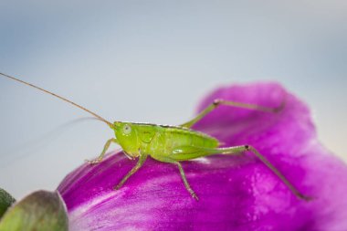 Uzun boynuzlu çekirgeye yakın çekim alanı çekirgesi, katydid tarlası ya da konikafa katydid (Conocephalus çifteatus) olarak da bilinir. Yeni Zelanda 'ya özgü
