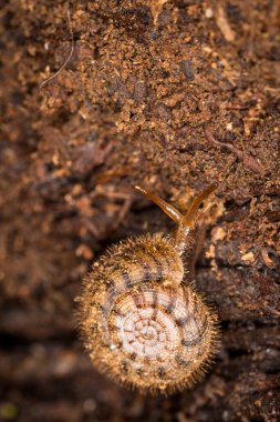 Suteria ide, Charopidae familyasından bir karasal gastropod yumuşakçasıdır. Bu tür Yeni Zelanda 'ya özgü..