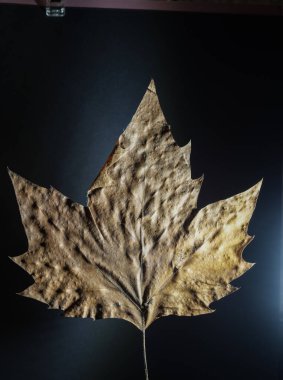 Tarafsız bir zeminde izole edilmiş tek bir sonbahar yaprağı mevsimsel tasarım, metin örtüleri ve minimalist kompozisyonlar için mükemmel.