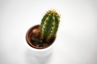 Beyaz arka planda küçük bir kaktüsün minimalist görüntüsü ve kopyalama alanı. Yayın, tasarım ve yaşam tarzı kullanımı için uygundur