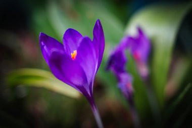 Bahar mevsiminde yeşil yapraklarla açan mor tarla fareleri. .