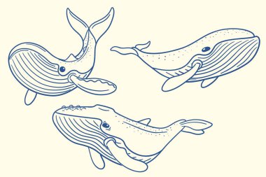 Okyanusta yüzen kambur balinalarla çizilmiş balina çizgileri.