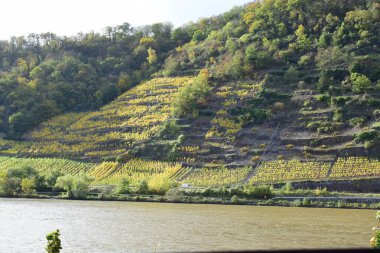 Sonbaharda Almanya 'da Mosel Vadisi' nin teraslı üzüm bağları