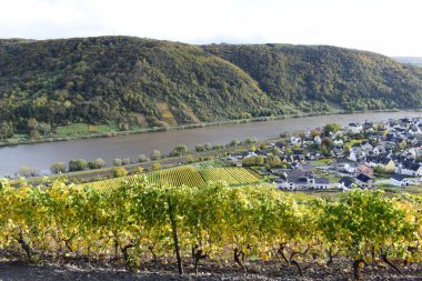 Sonbaharda Winningen 'deki Mosel Nehri manzarası