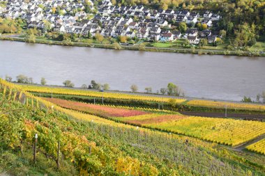 Koblenz yakınlarındaki Mosel nehri vadisindeki üzüm bağlarının sonbahar manzarası.