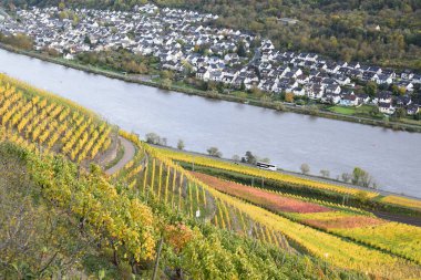 Sonbahar günündeki üzüm bağının güzel manzarası