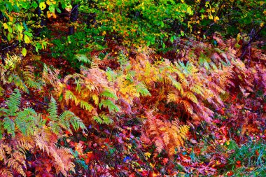 Parktaki renkli sonbahar manzarası