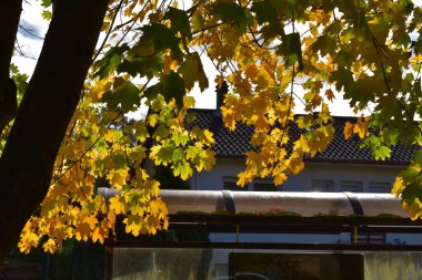 Sarı ve kırmızı yapraklar