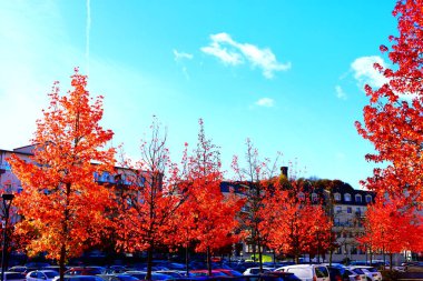 Park yerinde kırmızı yapraklar.