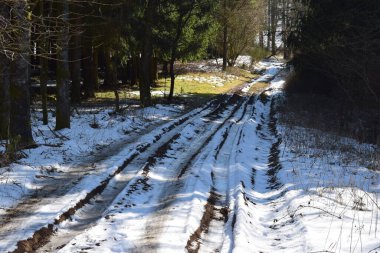 Kırsalda çam ormanı olan kış yolu.