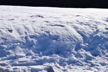 Kar- ormandaki çimenler.