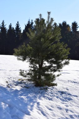 Kışın ağaçta kar yağar