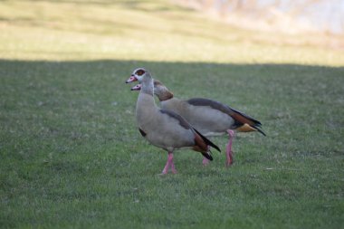 Yeşil çimenlerin üzerinde iki kaz