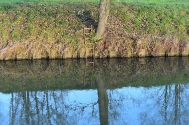 Ormandaki nehrin güzel manzarası