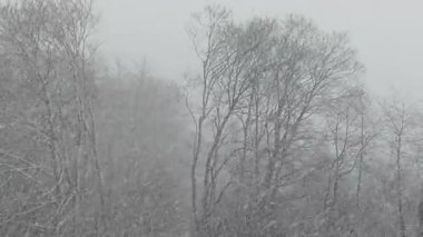 Kuzey Fransa 'nın kış ormanlarında kar fırtınası