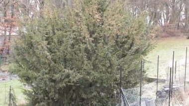 Fırtınada geniş yuvarlak ağaç