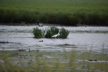 Bataklık gölünde yürüyen büyük balıkçıl.