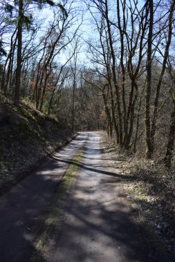 Ağaçlarla çevrili bir ormanın dikey görüntüsü.