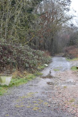Kış ormanında ıslak toprak yol