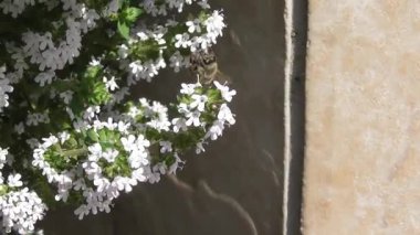 İlkbaharda çiçek açan kekik çalılarındaki böcekler