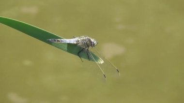 Büyük mavi ejderha sineği suyun üzerindeki bataklık çimlerinde dengede duruyor.
