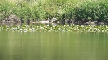 Balıkçıl bataklık gölünde