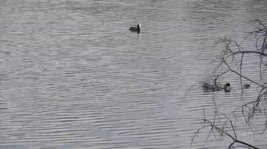 Bataklık gölünde bir kaz.