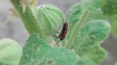 Çiçekteki kırmızı böcek.