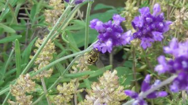 Mor çiçekli lavantanın içindeki böcekler.