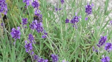 bahar böceklerle dolu lavanta çiçekleri