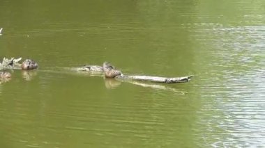 Bataklık gölünde süzülen su kuşları.