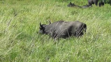 Yüksek bataklık otlarında bufalo