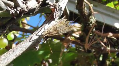 Fırtınada sarmaşıkta kelebek