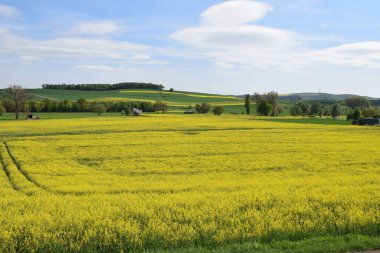 Sarı alan ve mavi gökyüzü