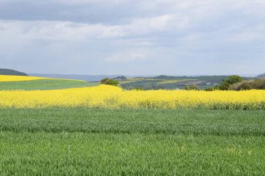 Kırsal kesimde sarı kolza tohumu tarlası.