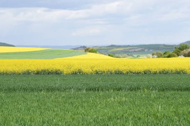 Kırsaldaki güzel sarı kolza tohumu tarlası