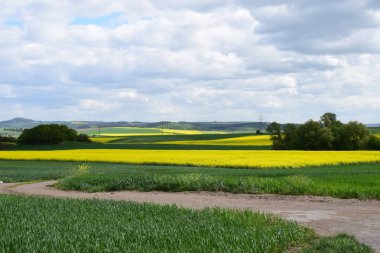 Sarı çiçekli güzel bir manzara.