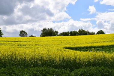 Mavi bulutlu kolza tohumu tarlası. Güzel yaz manzarası