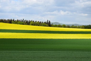 Baharda sarı tecavüz sahası