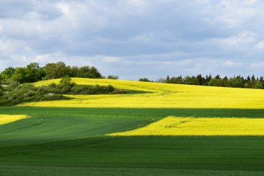 Yeşil tarlalar açan kolza tohumu ve mavi gökyüzü