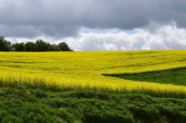 Sarı tecavüz çiçekleri olan yeşil tarla
