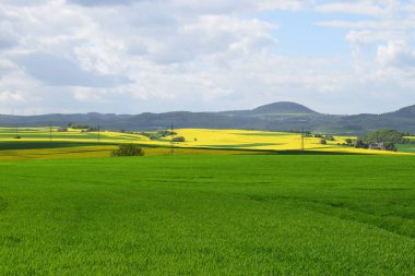 Yeşil tarlaları olan güzel yaz manzarası